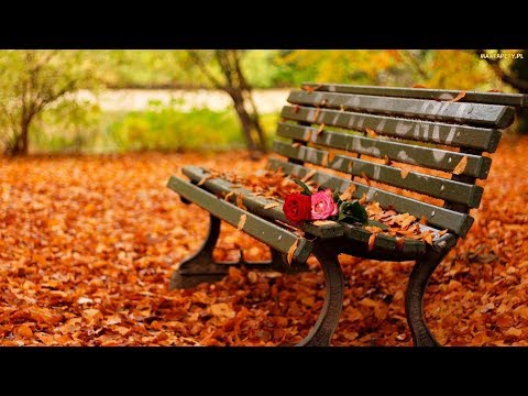 W żółtych płomieniach liści