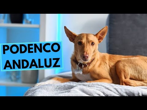 Podenco Andaluz - Andalusian Hound - TOP 10 Interesting Facts