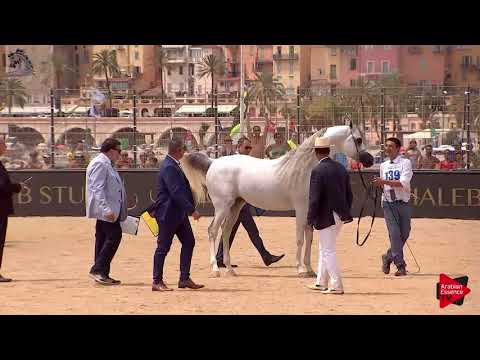 N.139 ES HARIR - Menton 2018 - 4-7 Years Old Stallions (Class 9)