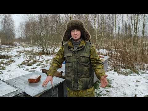 Пчеловодство. Мышиный беспредел в улье. Почему надо смотреть улья во время зимовки. Первые дотации.