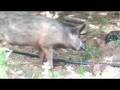 Wild Pigs of Corsica 