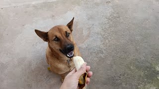 HE LOVES BANANA