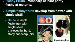Dr.D's Botany: Types of Fruits