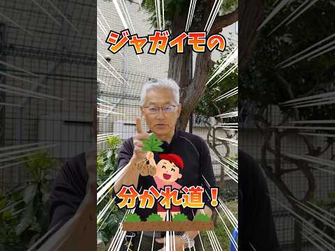 ジャガイモを豊かに収穫するには、いつ肥料を施用すればよいでしょうか?どのような肥料を使用すればよいでしょうか？  庭園