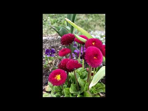 image : Samedi au jardin des plantes (Paris)