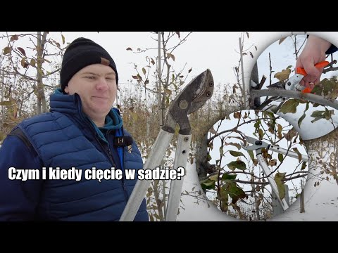 Czym i kiedy cięcie w sadzie? Jaki sekator najczęściej wybierają sadownicy? Opinia@Goldensad123