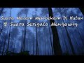 Suara Malam Seram Suara Serigala Yang Menyeramkan Suara Hutan Malam Hari