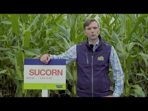 Saaten-Union: Mais SUCORN, Vertriebsberater Carsten Knobbe, Standort Bispingen