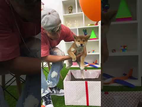 bienvenida Lua 🐕🤍