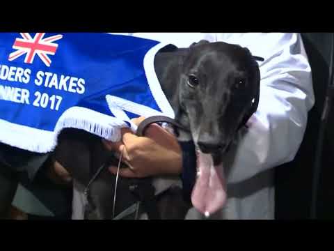 British Bred Greyhound of the Year 2017- King Elvis