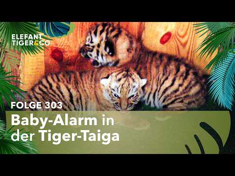 Nachwuchs bei den Tigern im Zoo Leipzig (Folge 303) | Elefant, Tiger & Co. | MDR