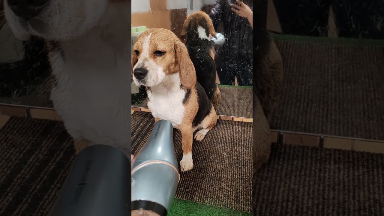 Sweet Fable Alice fürdés után