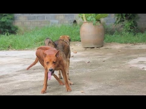 German Shepherd Dog Natural Dog Mating Dog Mating 2026 Video 