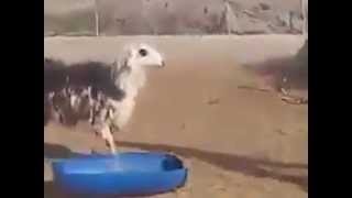 Sheep Gets His Revenge After Being Whipped