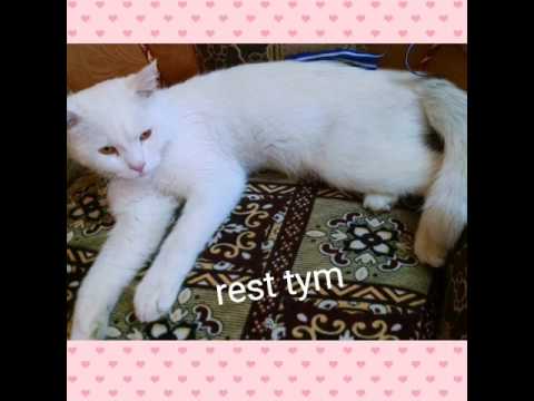 cat different mood n style..