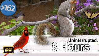 TV for Cats 😻 8 Hours of Birds🐦 Squirrels 🐿 Uninterrupted CatTV 4K Calming Nature for Dogs Too