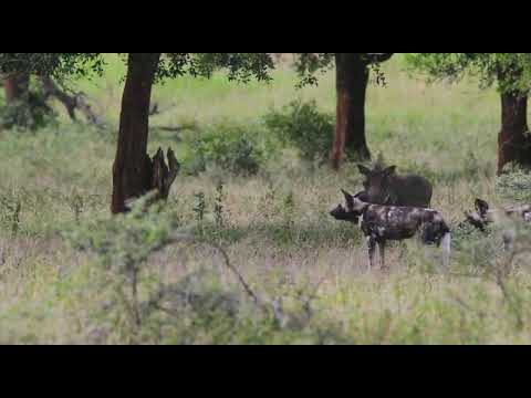 African Wild Dogs Have Warthogs a Little Nervous