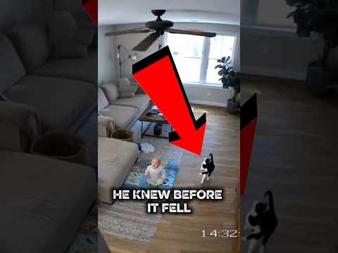 CCTV: Cat Saves Baby From Falling Ceiling Fan!😸👶#herocat #babysafety #shorts