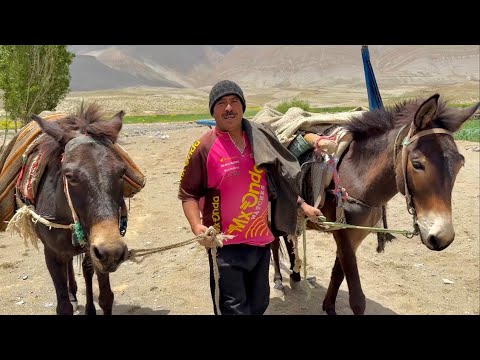 #VLOG169 | ‼️كفاح في أعالي الجبال من أجل لقمة العيش