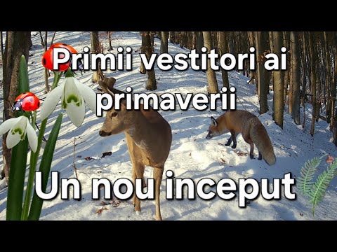 A New Beginning/ The First Heralds of Spring/ Plants & Wild Animals