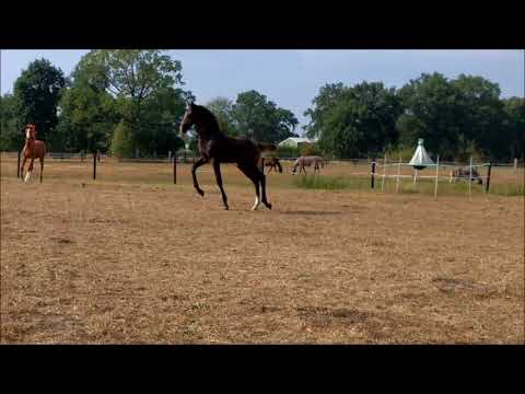 Holsteiner Hengstfohlen // Catch x Centurion x Cartani