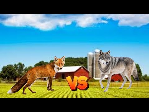 Fox vs Wolf I Animal deathmatch battles S1-SPORE-