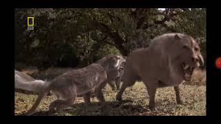 amphicyon ingens vs Daeodon the Terminator pig