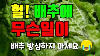 김장배추 진딧물 / 가을배추 병충해관리 필수