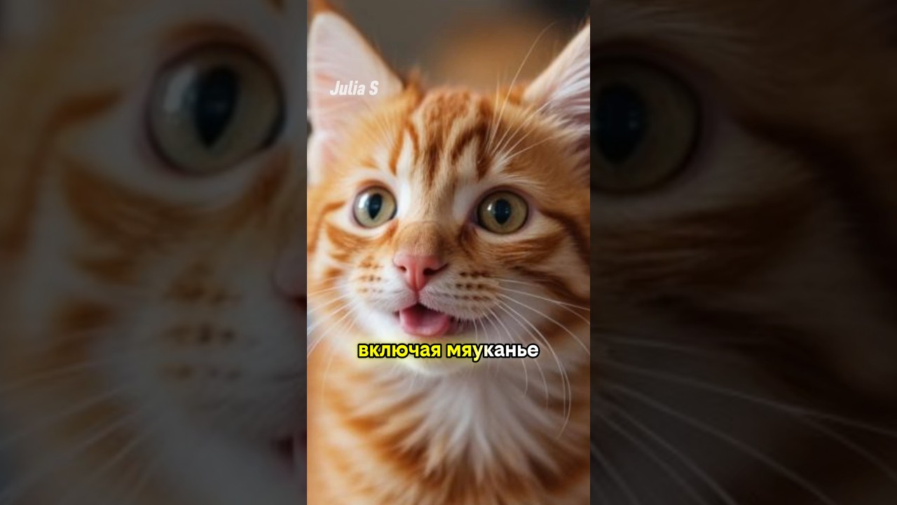 Факты О Кошках, Которые Ты Не Знал