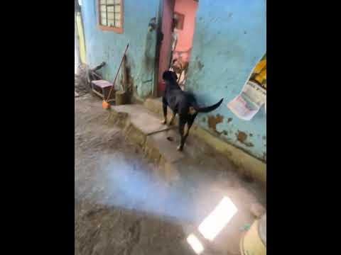 Visitando en  en moto navi a la Provincia heroica de San Pablo, Cajamarca #arcechava