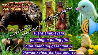 Download lagu SUARA ANAK AYAM|TERBARU 2027| PANCINGAN JITU PIKAT GARANGAN DAN BIAWAK mp3 Download lagu SUARA ANAK AYAM|TERBARU 2027| PANCINGAN JITU PIKAT GARANGAN DAN BIAWAK mp3