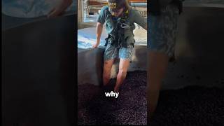 The Weirdest Way to Make Wine⁉️😱 #wine #grape #traditional