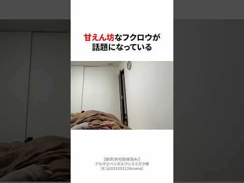 甘えん坊なフクロウ