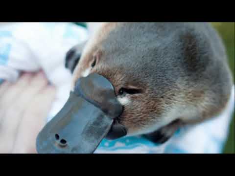 Schnabeltierschutzgesetzgewerkschaft | LOB 2020 - Qualifikation #6 (prod. by GreenBeatz)