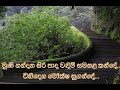 Muni Nandana Siri Nanda Malini Subtitles මුණි නන්දන සිරි පාද වඳ�