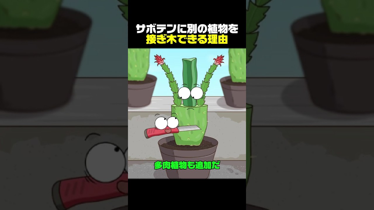 サボテンに別の植物を接ぎ木できる理由