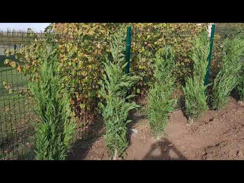 #timmax Živa ograda.Živa ograda od Lejlandi tuja. #Gardenservis_TIMmax