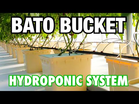 How to Set Up a Bato Bucket Hydroponic System