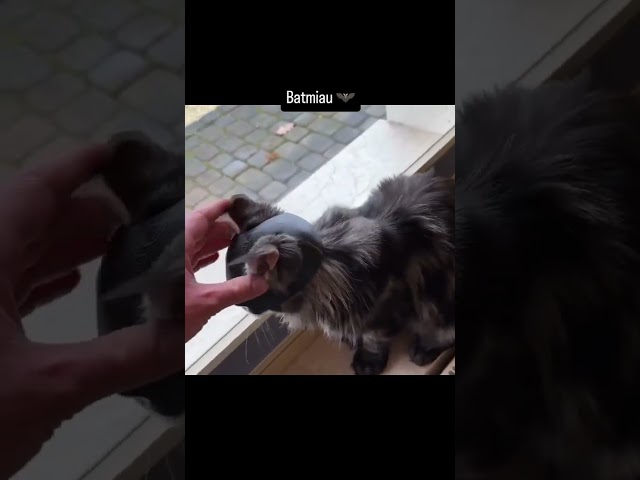 Vídeo relacionado con Aomig Máscara de Murciélago, Batman para Gato, Negro 13CM