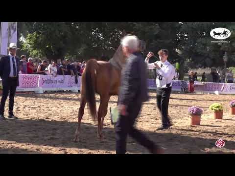 N 100 LA CATHARA   AECCA Arabian Horse of Spanish Lines Show 2022   Mares 7+ Years Old Class 5