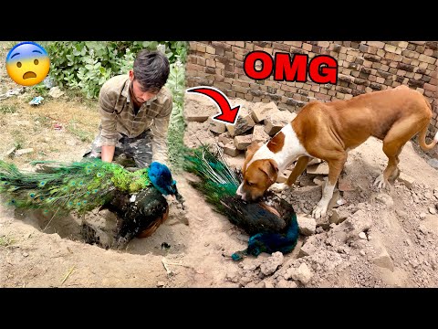 Bully Dog Badshah Mor Kha Gya😱 Qari Ny Acha Nai Kia💔