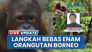 Setelah Menjalani Rehabilitasi Panjang, 6 Orangutan di Kaltim Siap Menghirup Udara Segar Kembali!