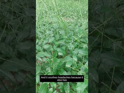 Health Benefits and Uses of Guinea Hen Weed