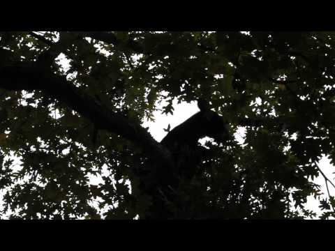 Bear in Oak Tree on Little River Road September 17, 2012