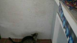 WALL SCALING CAT TO EYE OF THE TIGER!