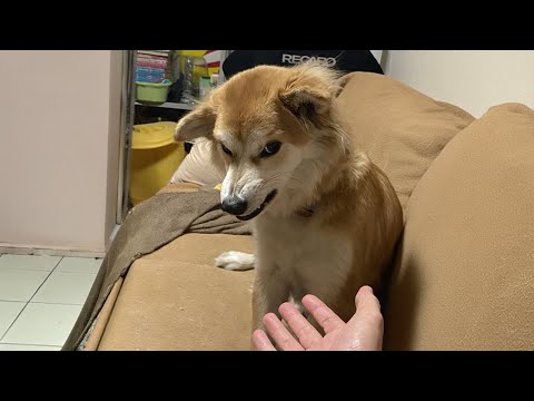 Les chiens rigolos ont probablement eu une journée difficile meilleures vidéos d'animaux rigolos