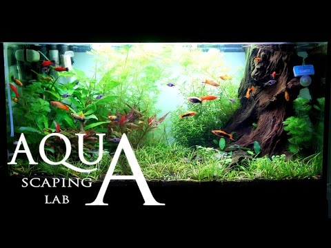 Aquascaping Lab - Tutorial Natural rich mix tank wood style (size 80 x 35 x 45h 120 L) Part 1