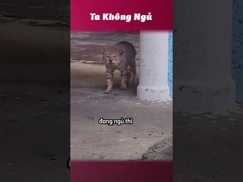 Những con mèo có bộ lông độc lạ 🐈🐈 #takhongngu