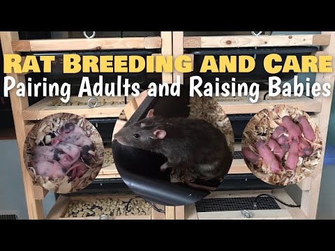 Rat Breeding & Care | Pairing Males to Females | Timeline from Breeding to Medium Feeder Rats
