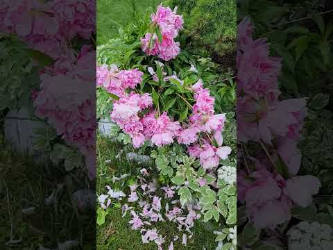 ##garden 🌺🌻🌹🌷 grow up##  please subscribe#